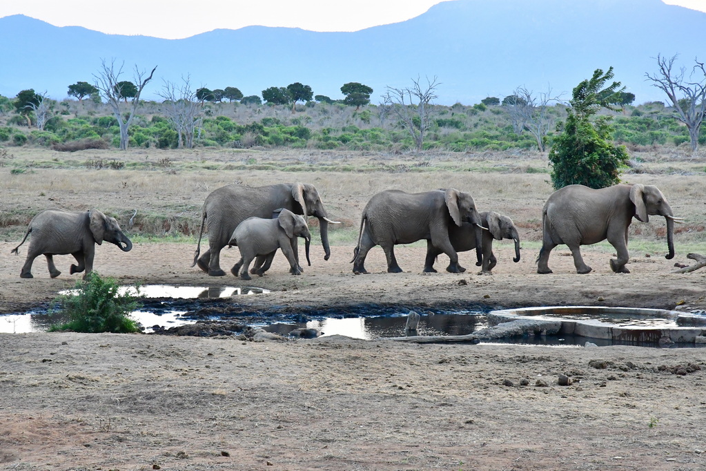 Tsavo East National Park